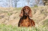 SETTER IRLANDAIS 205